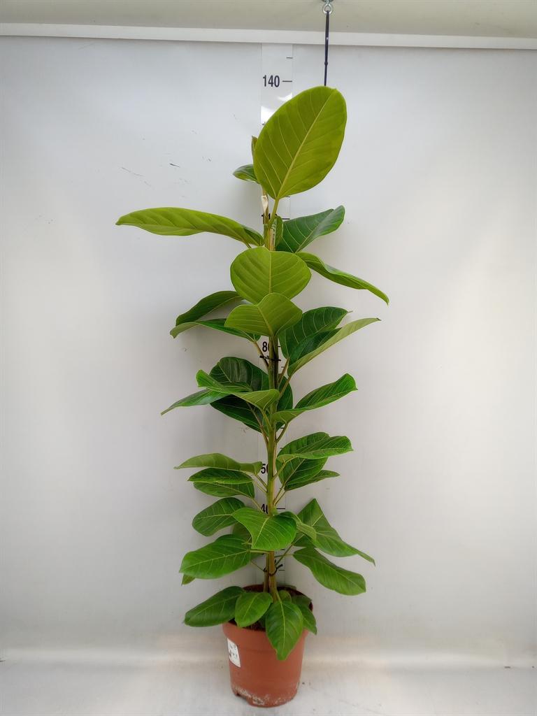 Горшечные цветы и растения оптом Ficus Altissima от 1шт из Голландии с доставкой по России