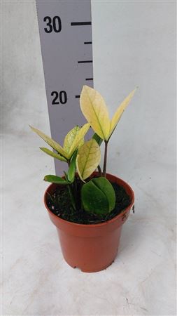 Горшечные цветы и растения оптом Zamioculcas (kopie) от 1шт из Голландии с доставкой по России