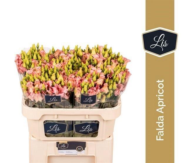 Срезанные цветы оптом Lisianthus si falda apricot от 40шт из Голландии с доставкой по России