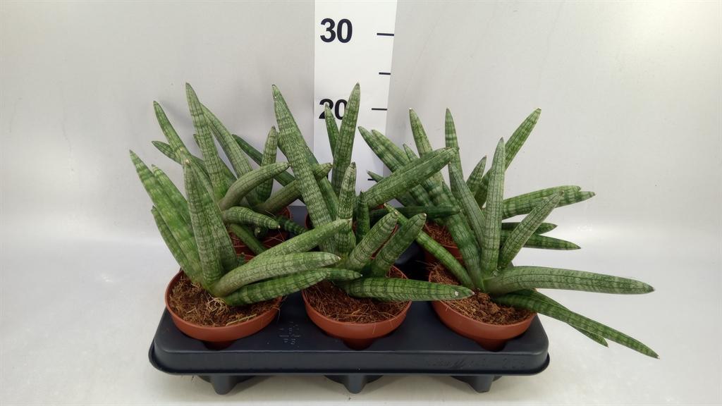 Горшечные цветы и растения оптом Sansevieria Cyl. boncel от 6шт из Голландии с доставкой по России