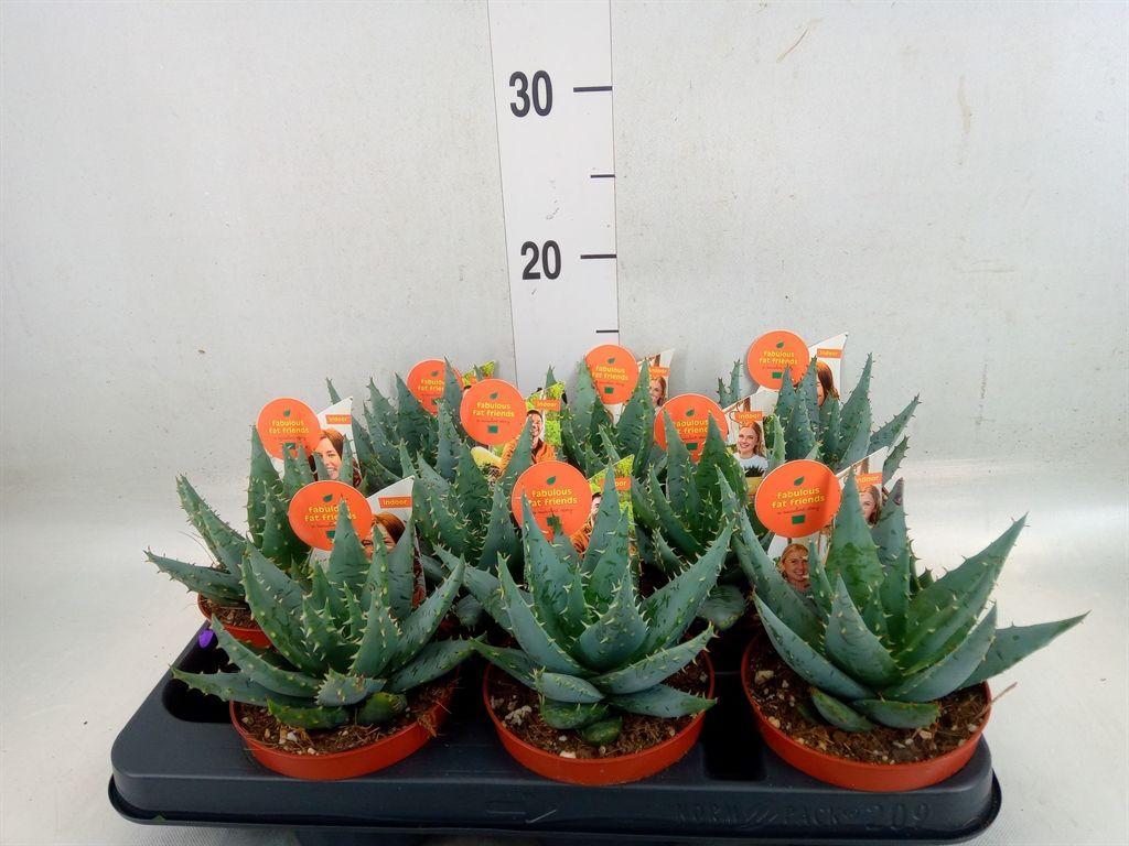 Горшечные цветы и растения оптом Aloe Peglerae от 9шт из Голландии с доставкой по России