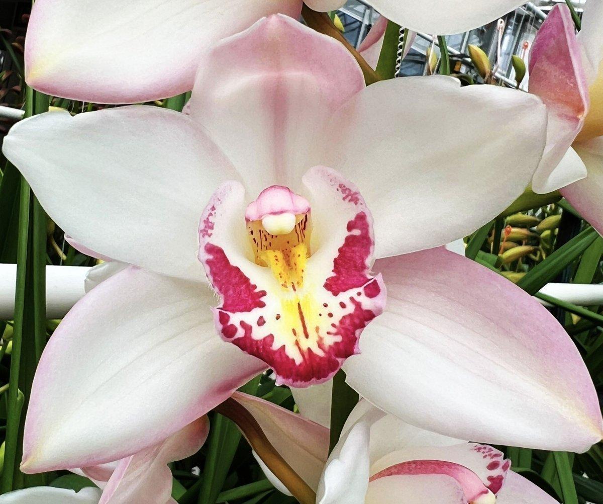 Срезанные цветы оптом Cymbidium pink mariangela от 6шт из Голландии с доставкой по России