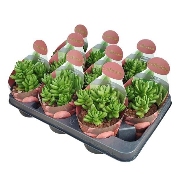Горшечные цветы и растения оптом Crassula Benjamin Potcover от 9шт из Голландии с доставкой по России