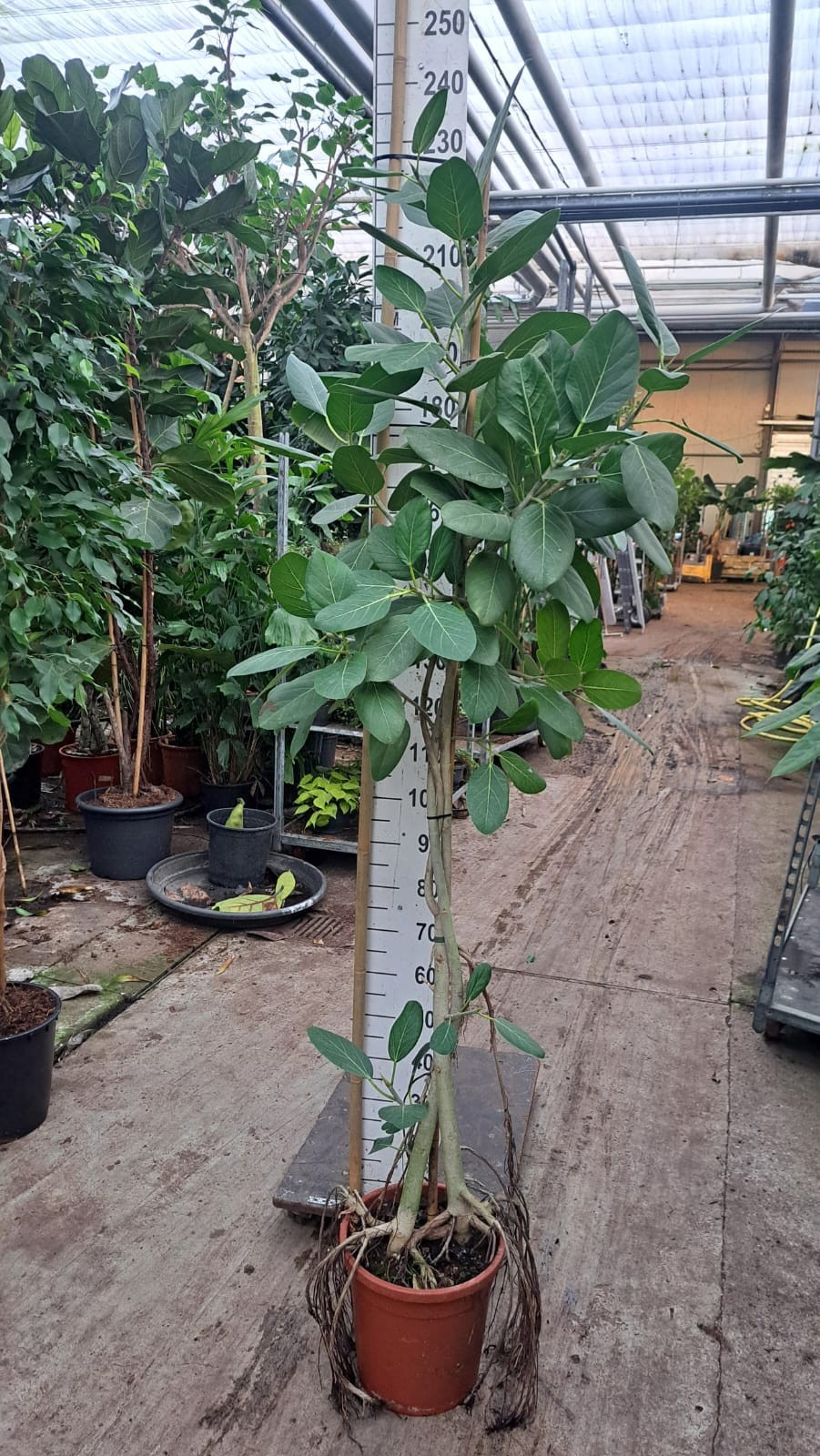 Горшечные цветы и растения оптом Ficus Benghalensis Audry Special Stam от 1шт из Голландии с доставкой по России