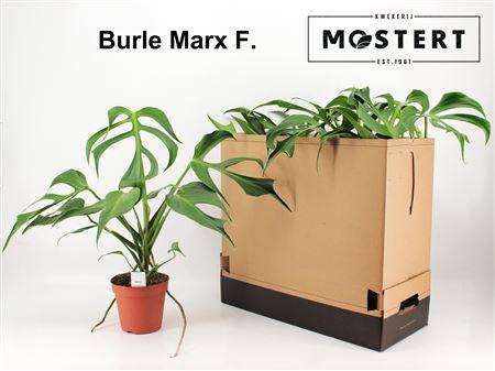 Горшечные цветы и растения оптом Monstera Burle Marx F от 5шт из Голландии с доставкой по России