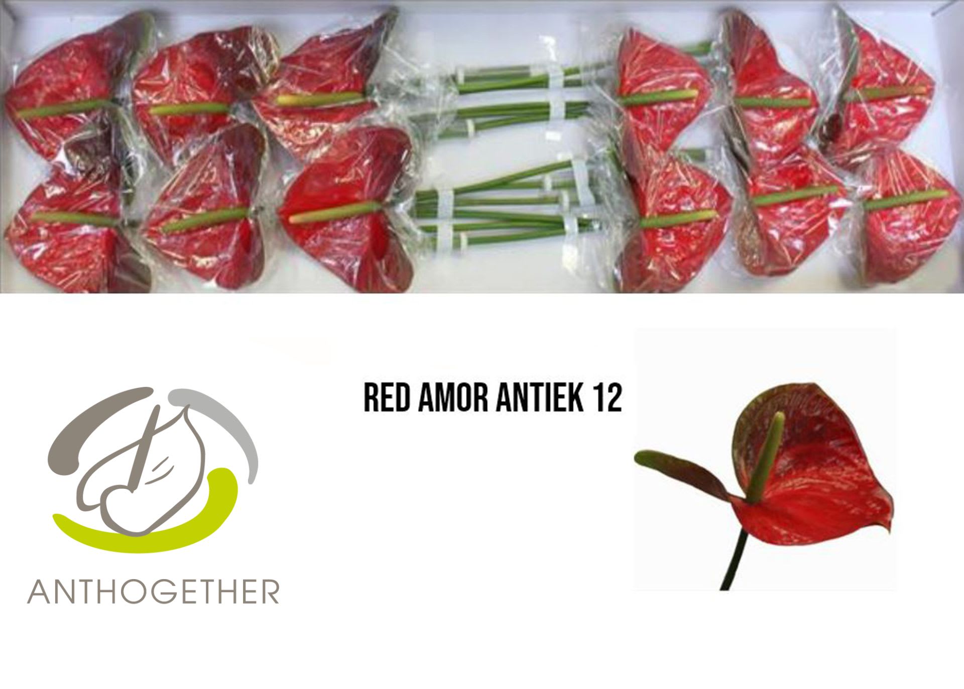 Срезанные цветы оптом Anthurium red amor от 12шт из Голландии с доставкой по России