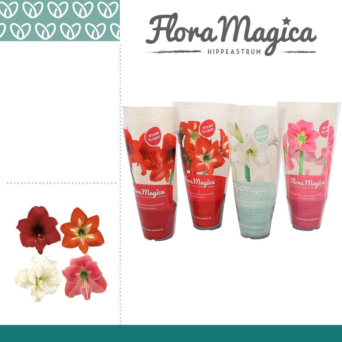 Горшечные цветы и растения оптом Hipp Kolibri Mix 2pp In Flora Magica Sleeve от 12шт (для телеги) из Голландии с доставкой по России