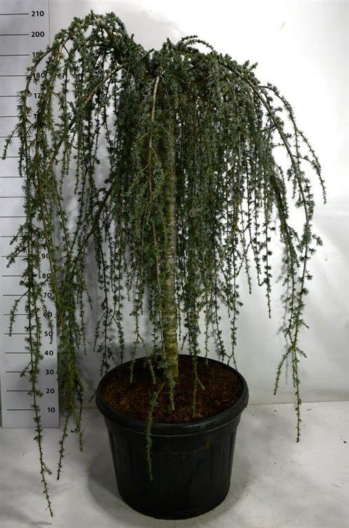 Горшечные цветы и растения оптом Cedrus Atl Glauca Pendula от 1шт из Голландии с доставкой по России