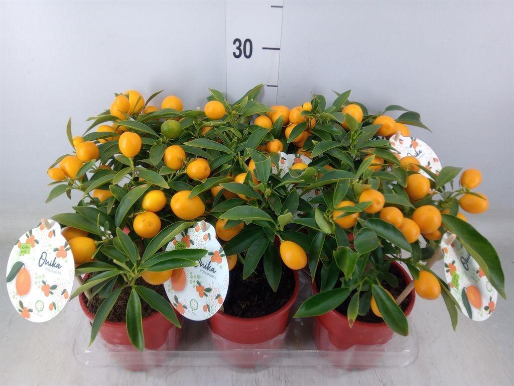 Горшечные цветы и растения оптом Fortunella Margarita от 6шт из Голландии с доставкой по России