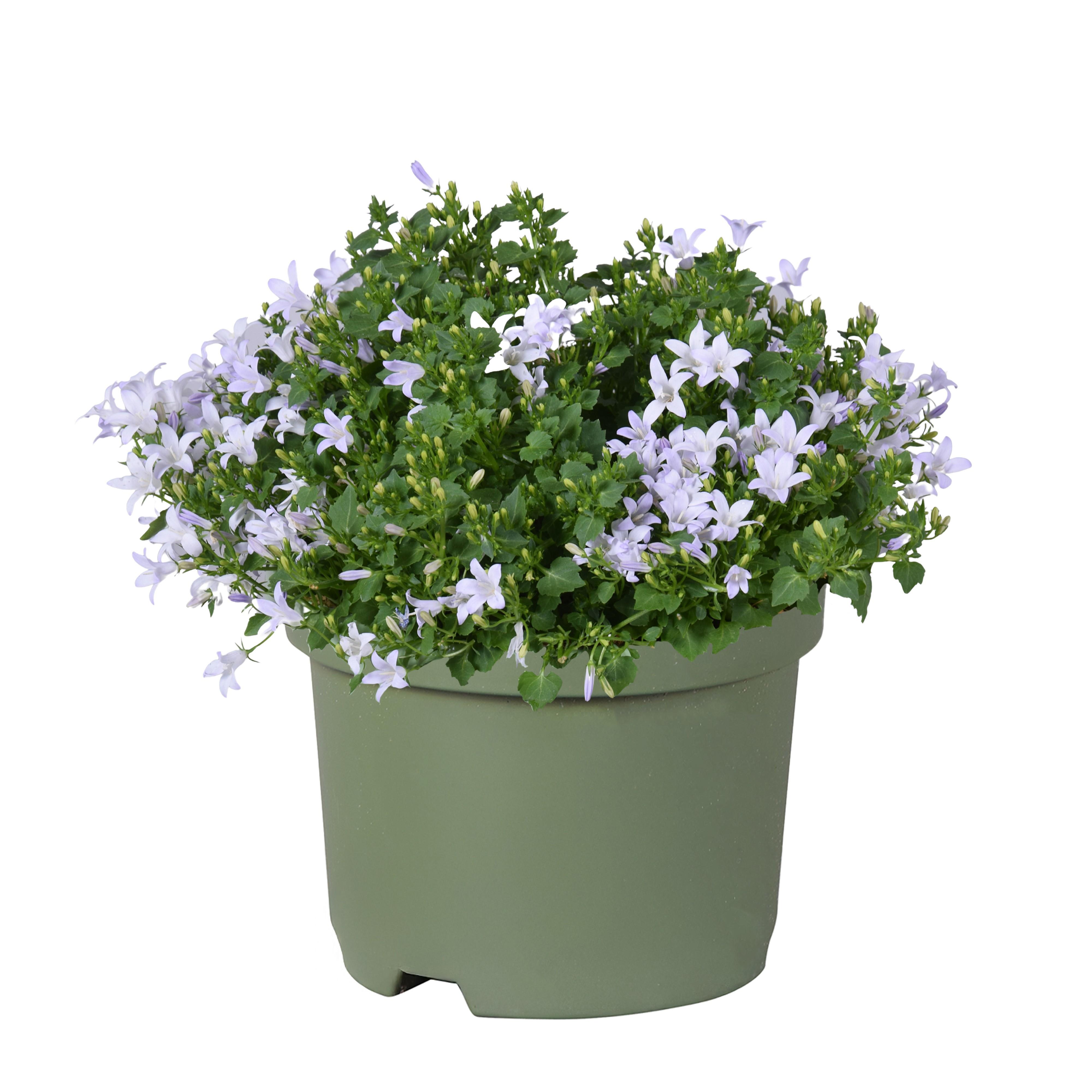 Горшечные цветы и растения оптом Campanula Portenschlagiana Kosea Kane Wit от 6шт (для телеги) из Голландии с доставкой по России