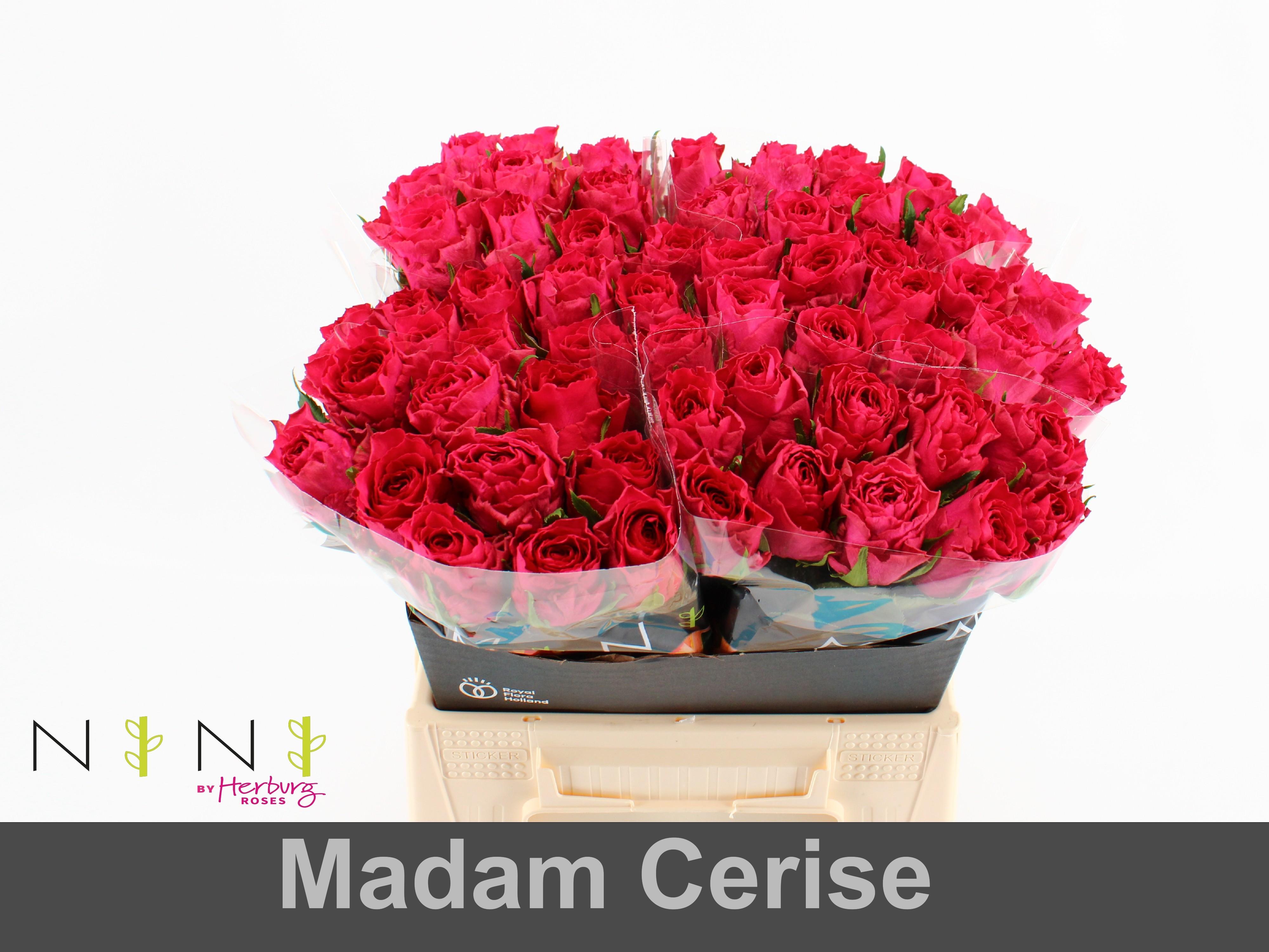 Срезанные цветы оптом Rosa large madam cerise от 60шт из Голландии с доставкой по России