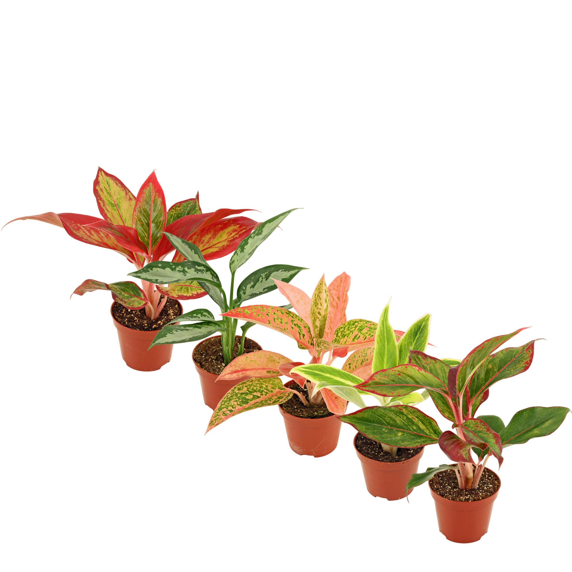 Горшечные цветы и растения оптом Aglaonema Mix от 18шт (для телеги) из Голландии с доставкой по России