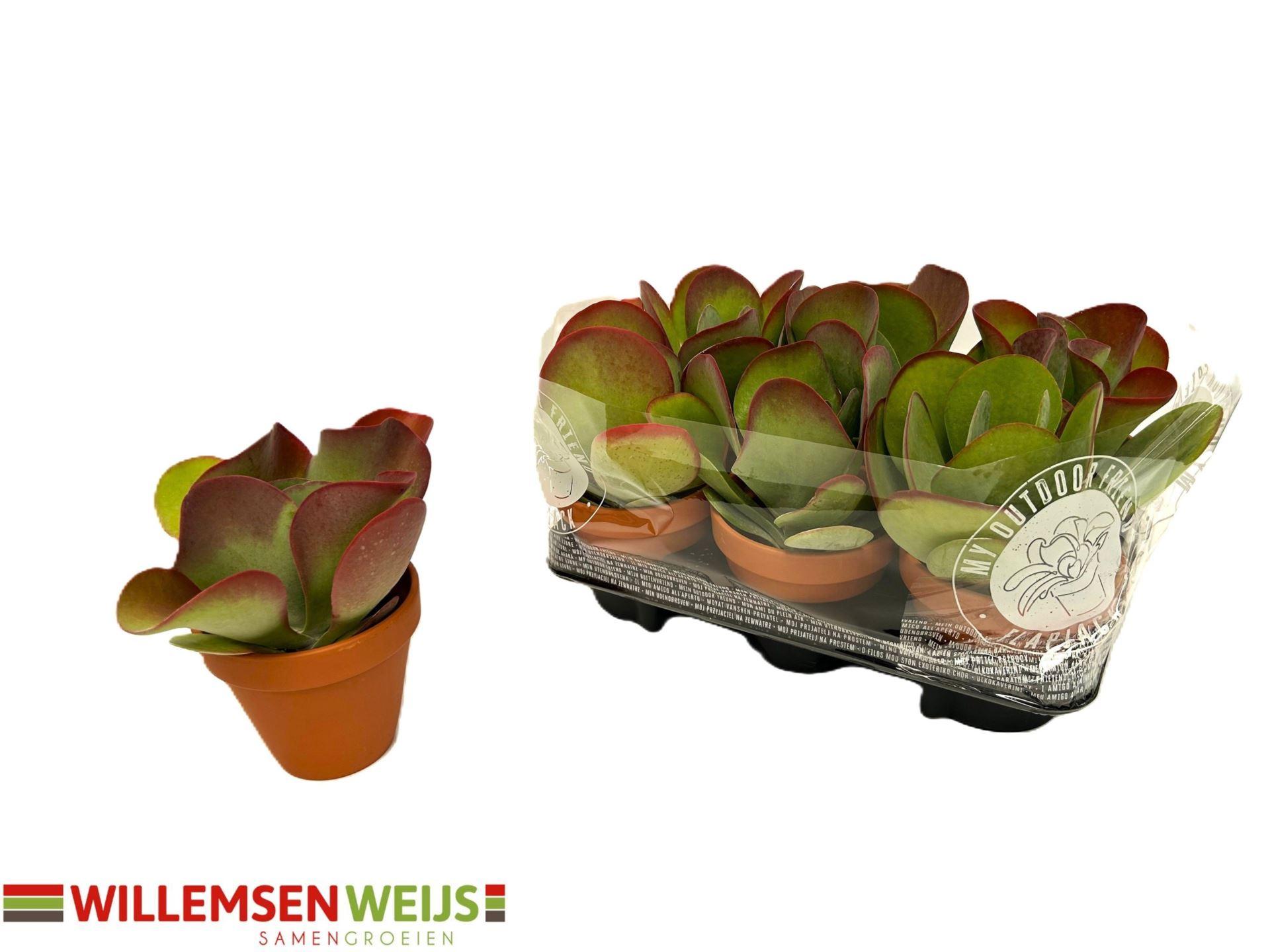 Горшечные цветы и растения оптом Kalanchoe Nf Thyrsiflora от 6шт из Голландии с доставкой по России