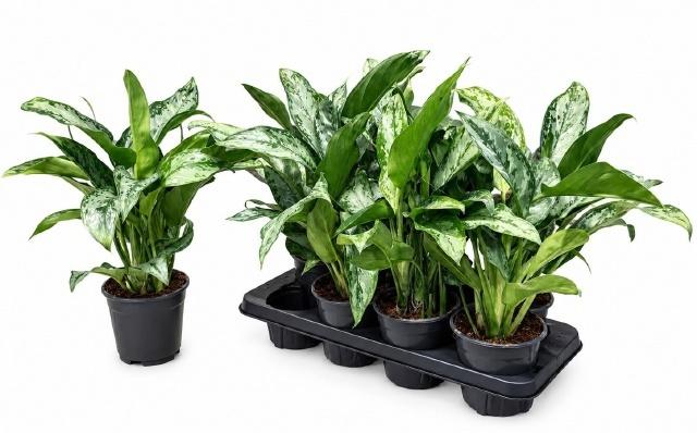 Горшечные цветы и растения оптом Ag Kl Green Lady от 8шт из Голландии с доставкой по России