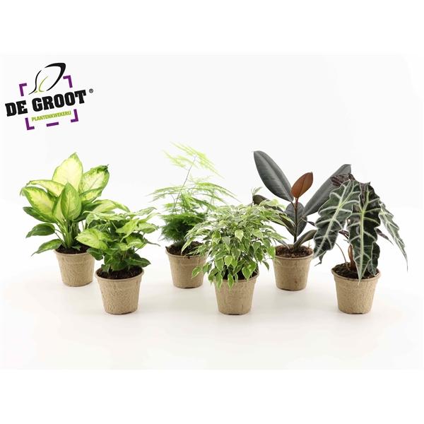 Горшечные цветы и растения оптом Plant Mix In Pulppot En Pulptray от 6шт из Голландии с доставкой по России