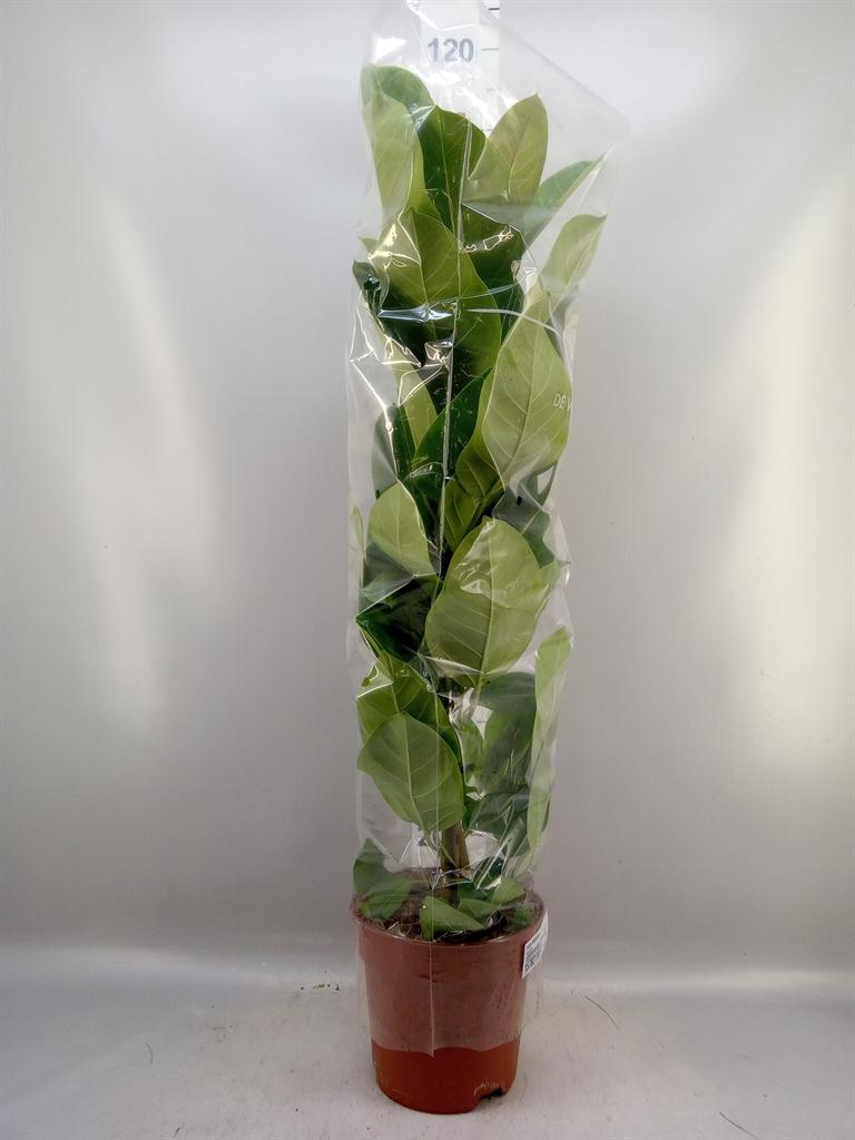 Горшечные цветы и растения оптом Ficus Altissima от 1шт из Голландии с доставкой по России