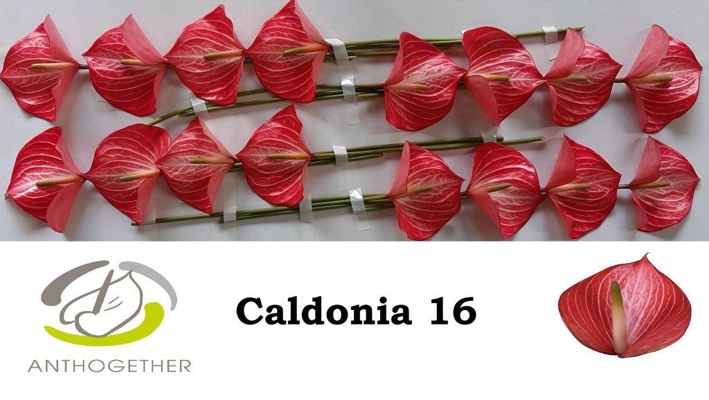 Срезанные цветы оптом Anthurium caldonia от 16шт. из Голландии с доставкой по России