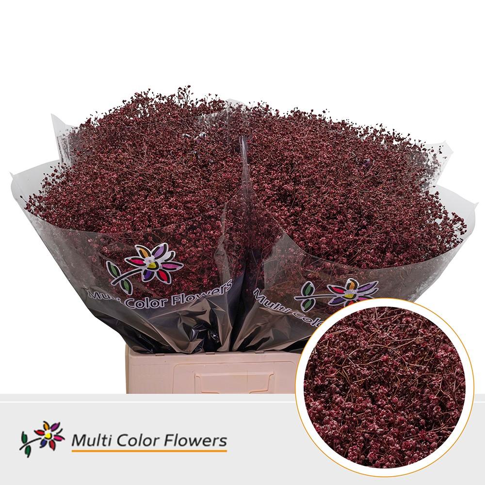 Срезанные цветы оптом Gyps fine paint bordeaux от 100шт. из Голландии с доставкой по России