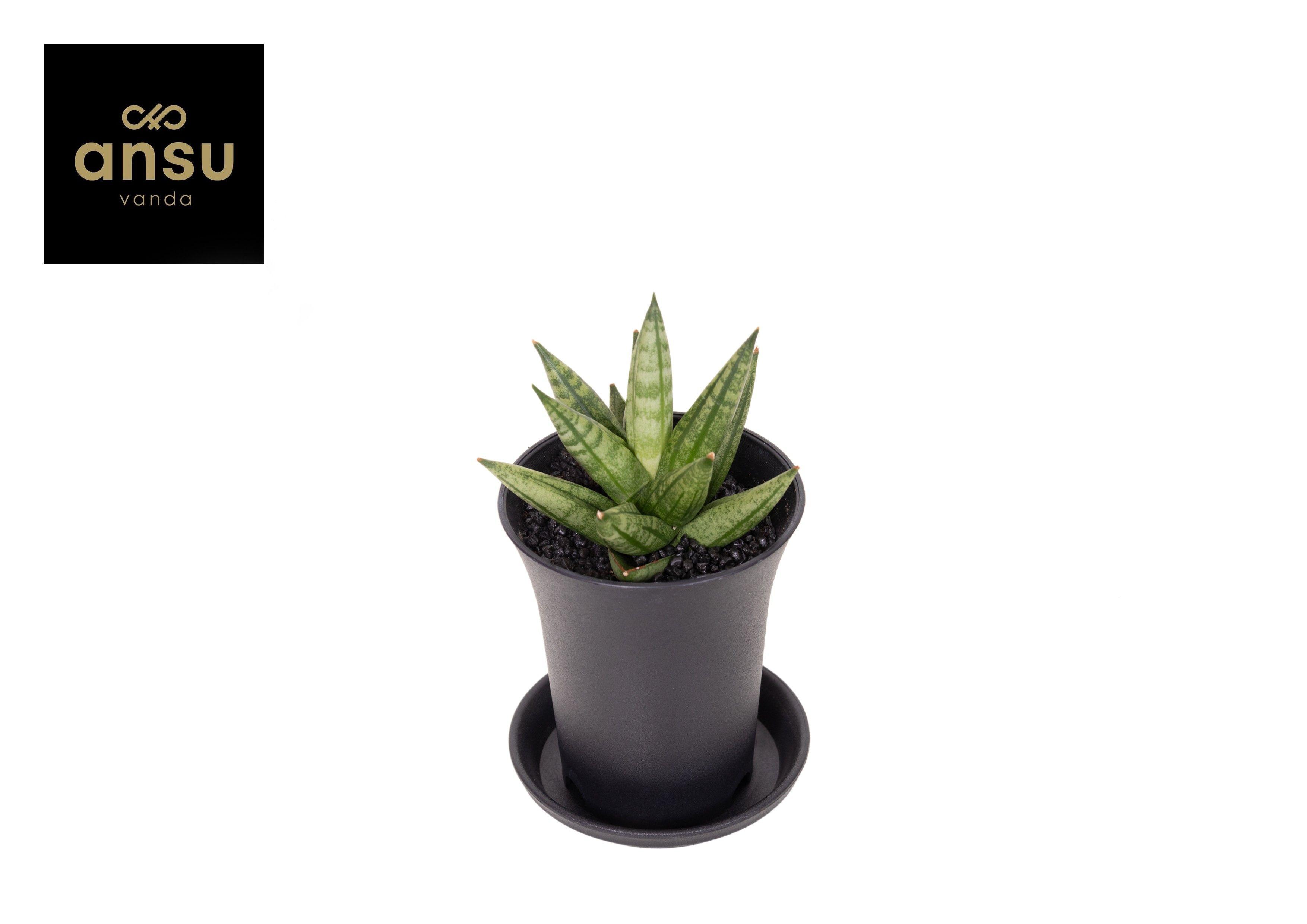 Горшечные цветы и растения оптом Sansevieria Inti Mini от 9шт (для телеги) из Голландии с доставкой по России