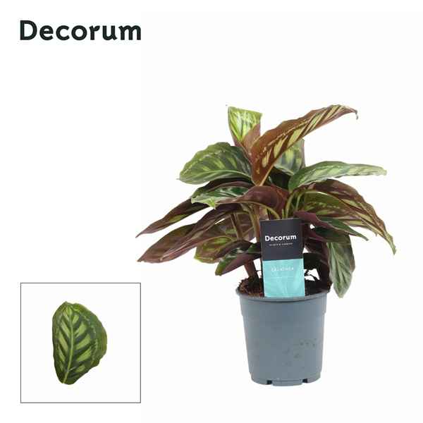 Горшечные цветы и растения оптом Calathea Moonlight (decorum) от 6шт из Голландии с доставкой по России