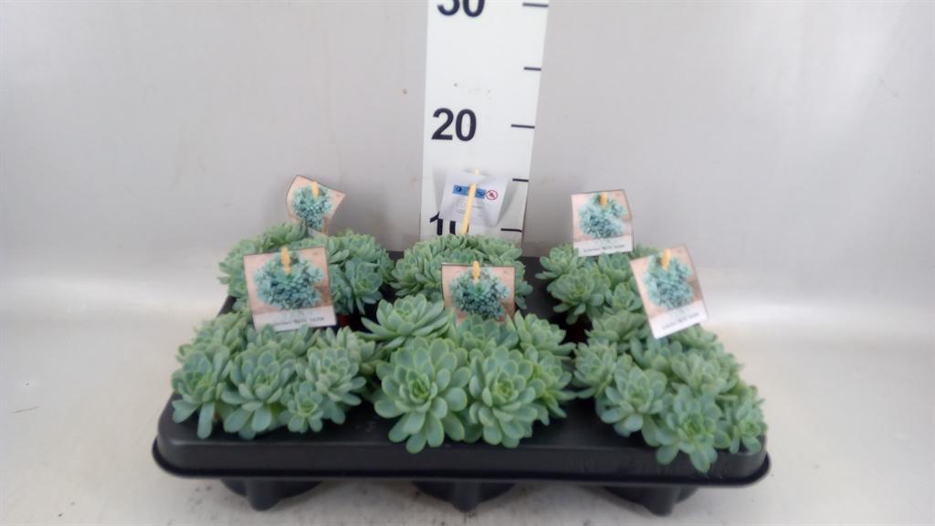 Горшечные цветы и растения оптом Echeveria Elegans от 6шт из Голландии с доставкой по России