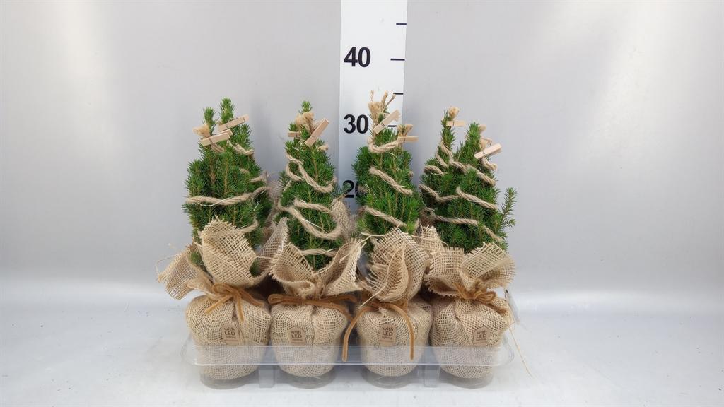 Горшечные цветы и растения оптом Picea Glauca conica AA от 12шт (для телеги) из Голландии с доставкой по России