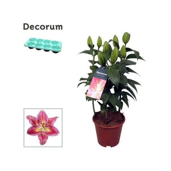 Горшечные цветы и растения оптом Lilium Or Reeleeze 3pp (decorum) от 8шт из Голландии с доставкой по России