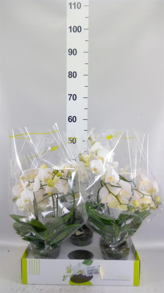 Горшечные цветы и растения оптом Phalaenopsis ...white A от 3шт из Голландии с доставкой по России