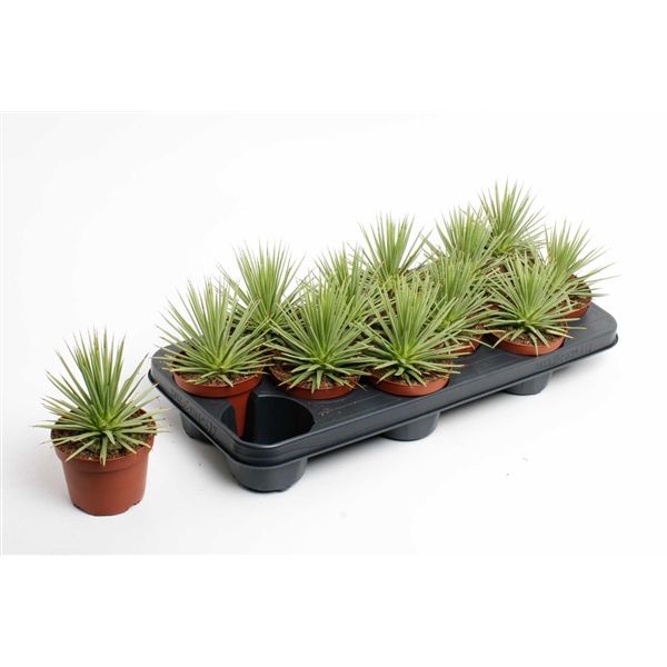 Горшечные цветы и растения оптом Agave Stricta Nana (decorum) от 12шт из Голландии с доставкой по России