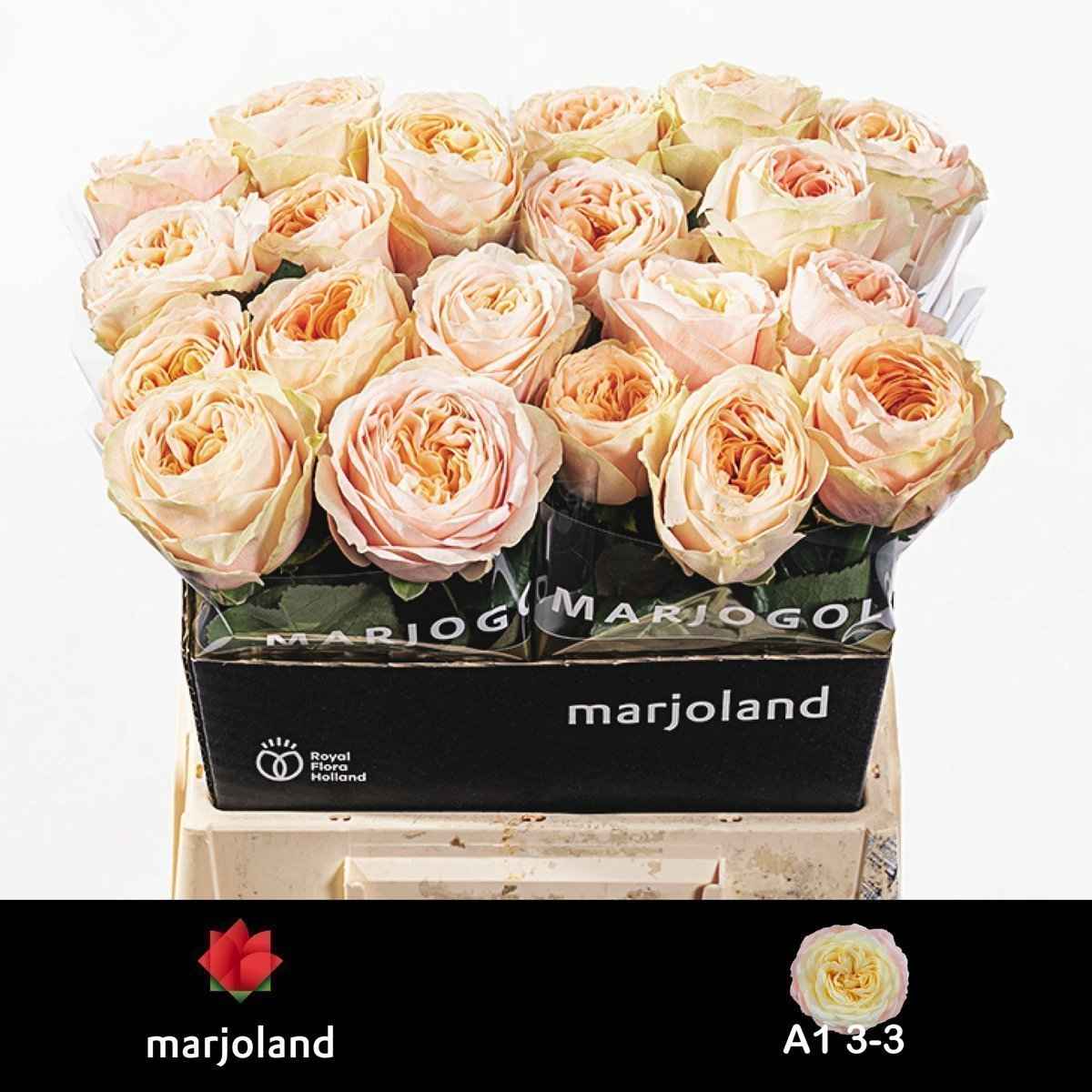 Срезанные цветы оптом Rosa la garden priscilla! от 20шт из Голландии с доставкой по России