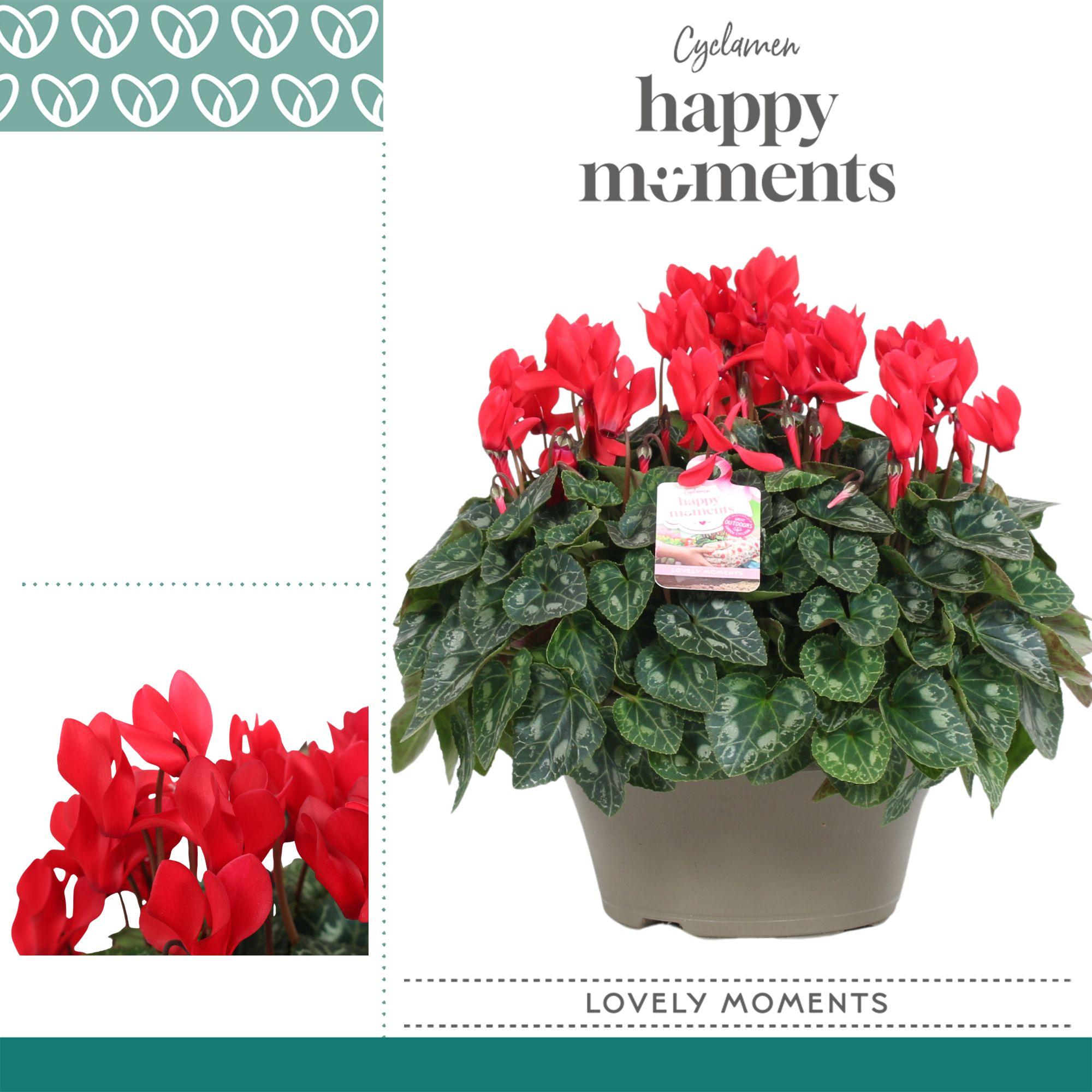 Горшечные цветы и растения оптом Cyclamen Garden Red от 1шт (для телеги) из Голландии с доставкой по России