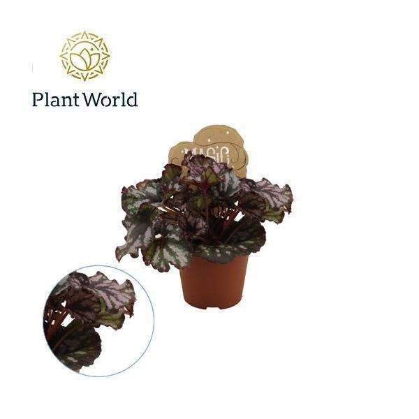 Горшечные цветы и растения оптом Begonia Rex Cumbia от 12шт (для телеги) из Голландии с доставкой по России