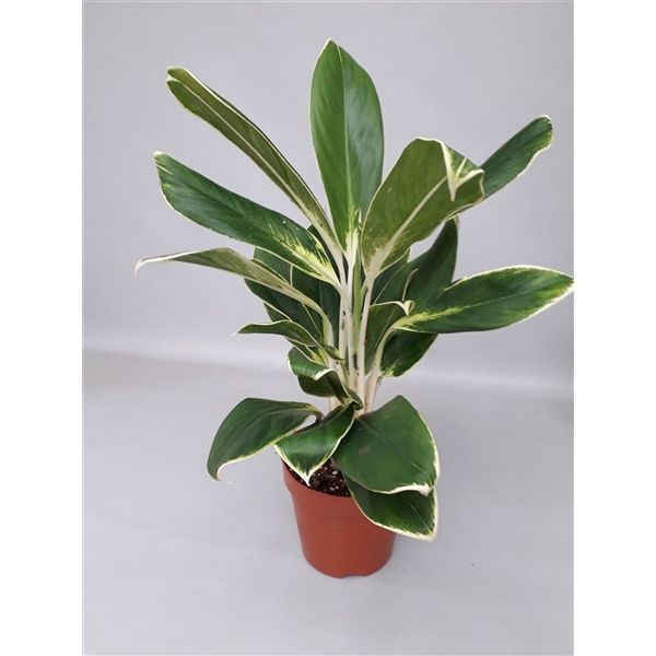 Горшечные цветы и растения оптом Aglaonema White Lime от 6шт из Голландии с доставкой по России