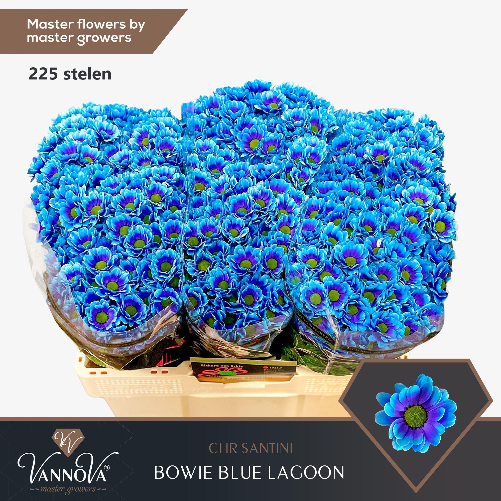 Срезанные цветы оптом Chrys sa paint bowie blue lagoon от 225шт из Голландии с доставкой по России