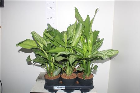 Горшечные цветы и растения оптом Aglaonema Kl Gemengd от 6шт из Голландии с доставкой по России