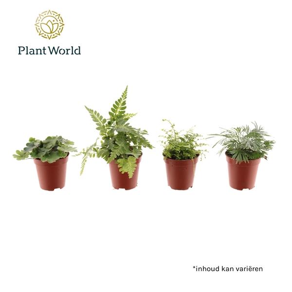 Горшечные цветы и растения оптом Fern Mix (decorum) от 20шт (для телеги) из Голландии с доставкой по России