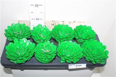 Горшечные цветы и растения оптом Echev Green от 8шт из Голландии с доставкой по России