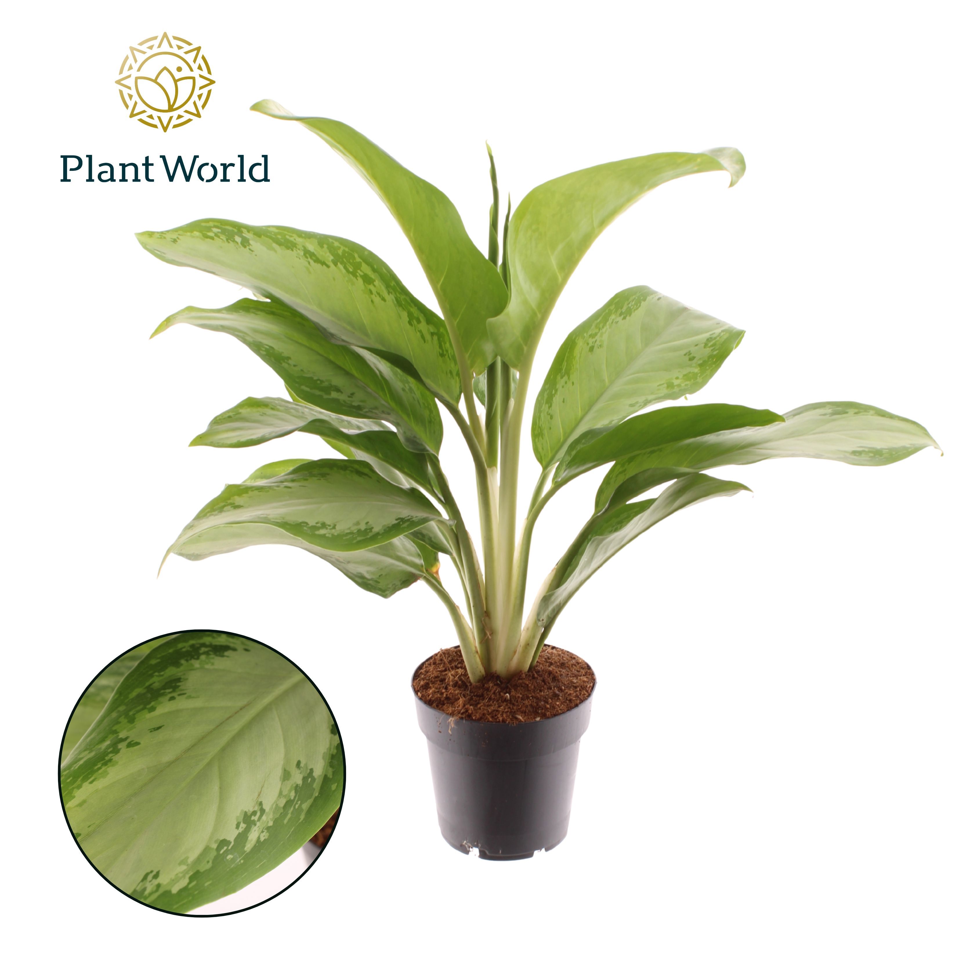 Горшечные цветы и растения оптом Aglaonema Silver Bay от 7шт из Голландии с доставкой по России