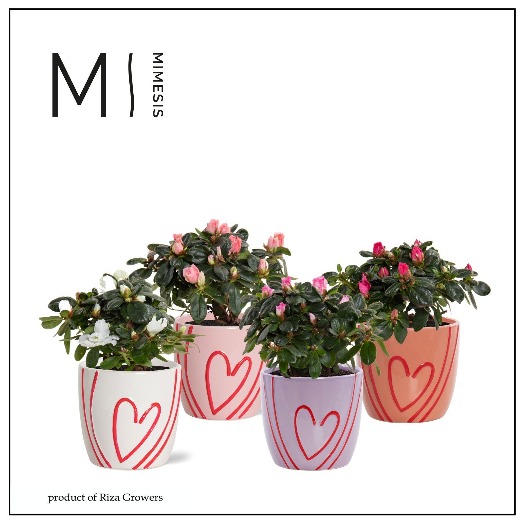 Горшечные цветы и растения оптом Rhodo Si Gem от 8шт (для телеги) из Голландии с доставкой по России