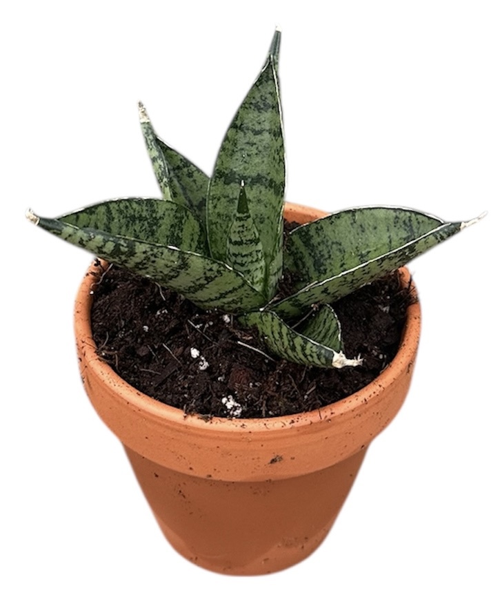 Горшечные цветы и растения оптом Sansevieria Pagodah Dark от 1шт (для телеги) из Голландии с доставкой по России