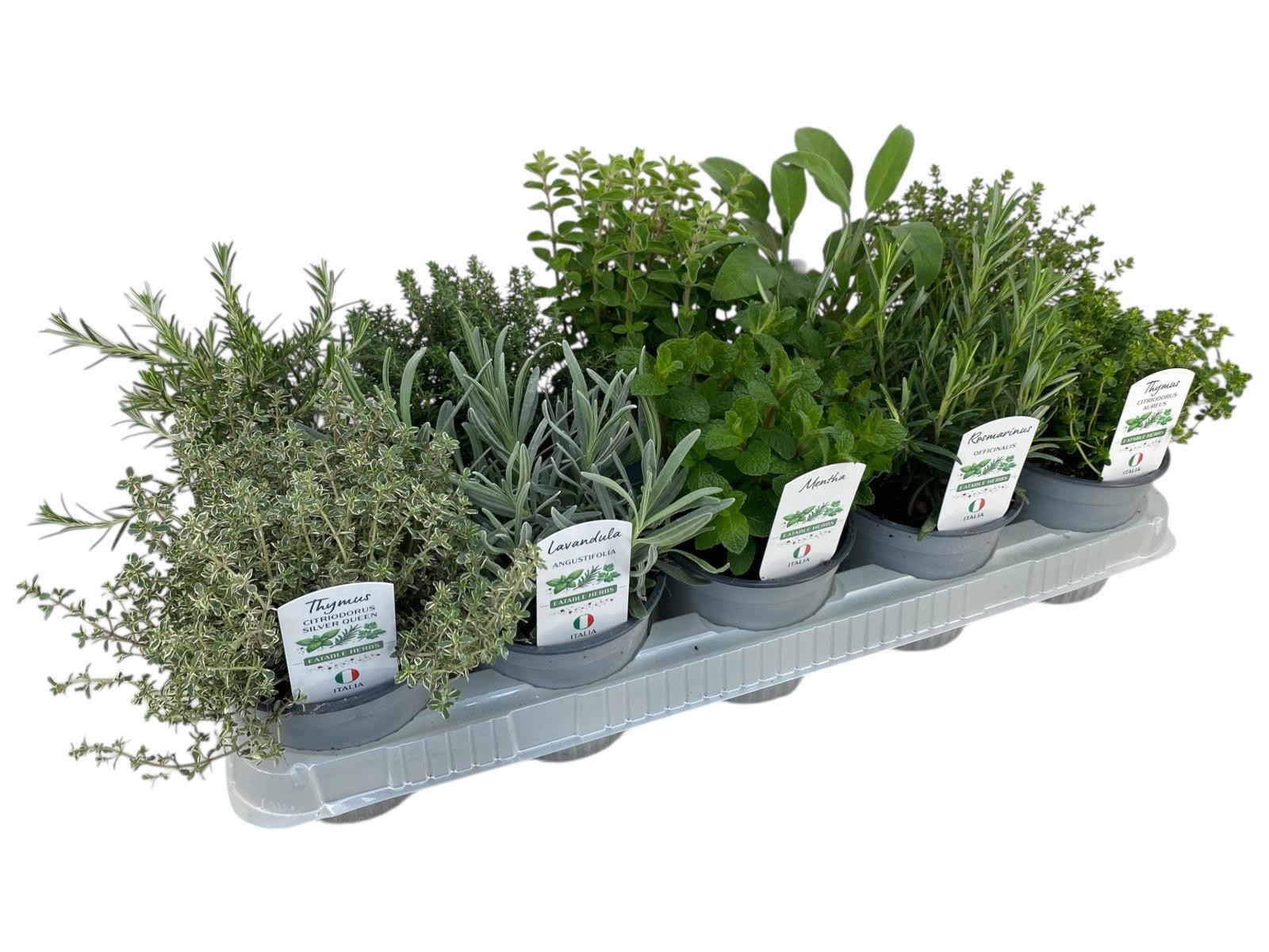 Горшечные цветы и растения оптом Herb Mix от 10шт из Голландии с доставкой по России