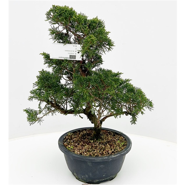 Горшечные цветы и растения оптом Bonsai Juniperus Chinensis Itoigawa, 20cm., In Tra от 1шт из Голландии с доставкой по России