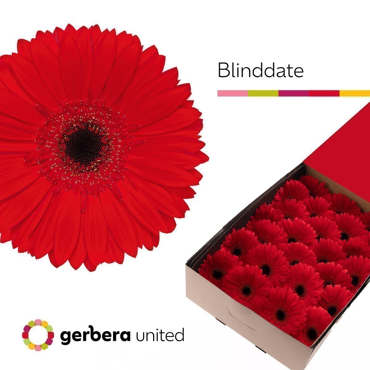 Срезанные цветы оптом Gerbera blinddate от 25шт из Голландии с доставкой по России