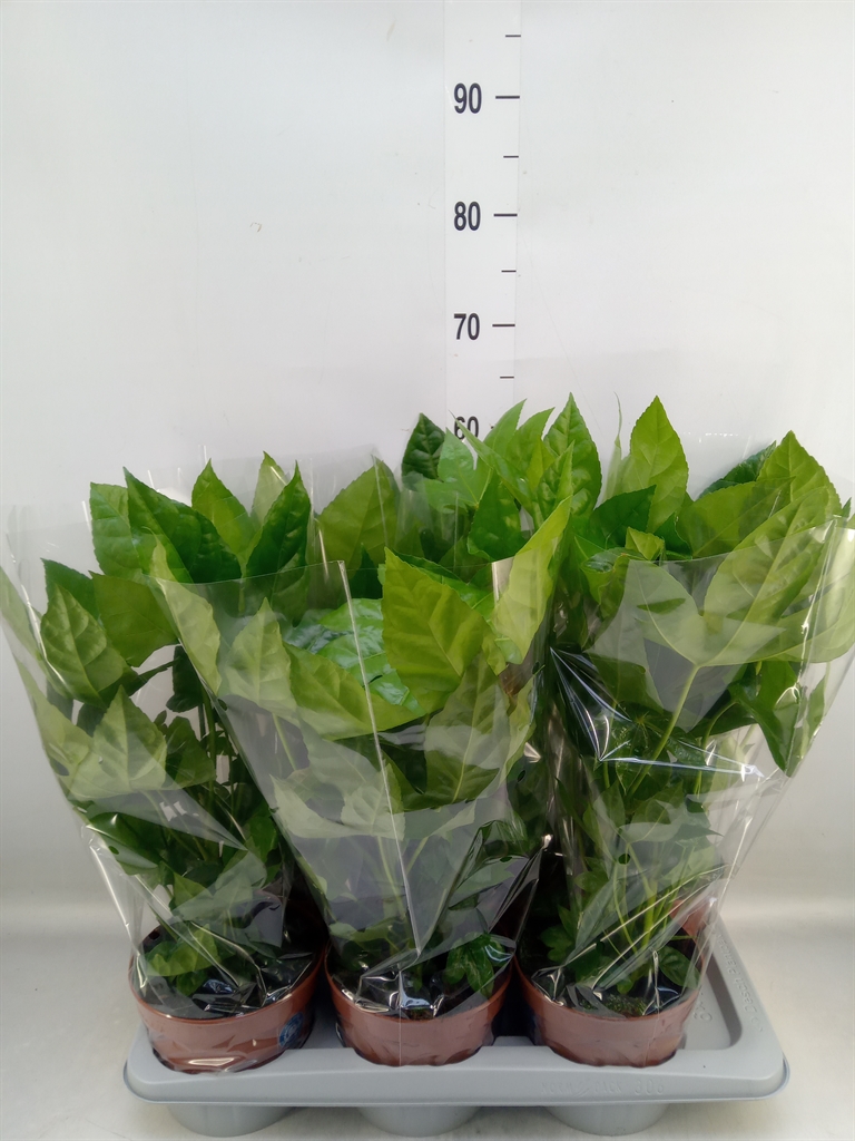 Горшечные цветы и растения оптом Fatsia Japonica   ... от 6шт из Голландии с доставкой по России