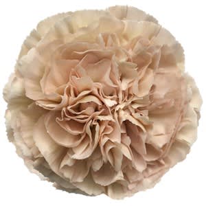 Срезанные цветы оптом Dianthus st lege marrone от 80шт из Голландии с доставкой по России