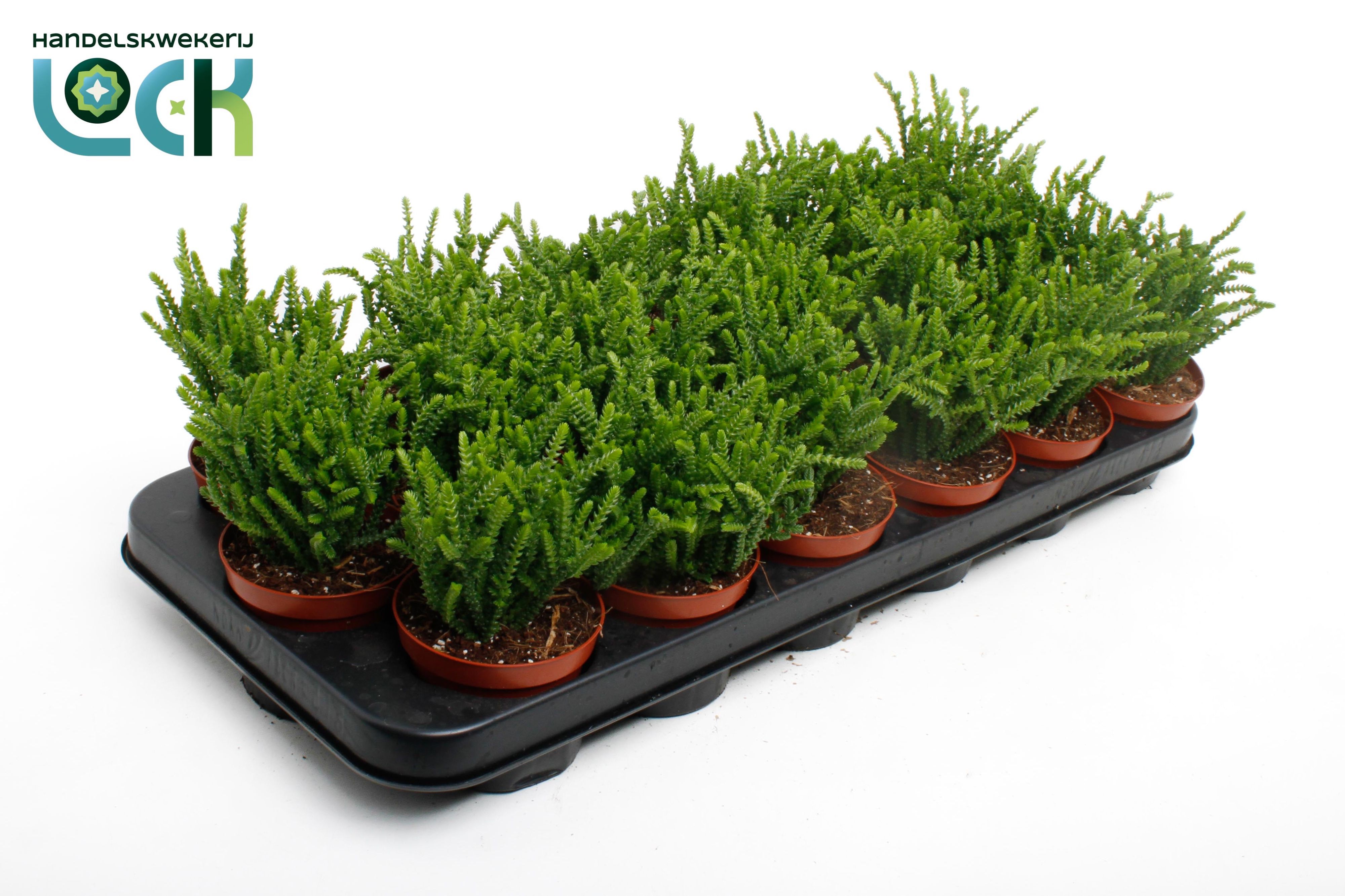 Горшечные цветы и растения оптом Crassula Licopodioides от 12шт (для телеги) из Голландии с доставкой по России