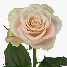 Срезанные цветы оптом Rosa large charmant от 40шт. из Голландии с доставкой по России