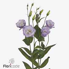 Срезанные цветы оптом Lisianthus do stracciatella lavender от 40шт из Голландии с доставкой по России