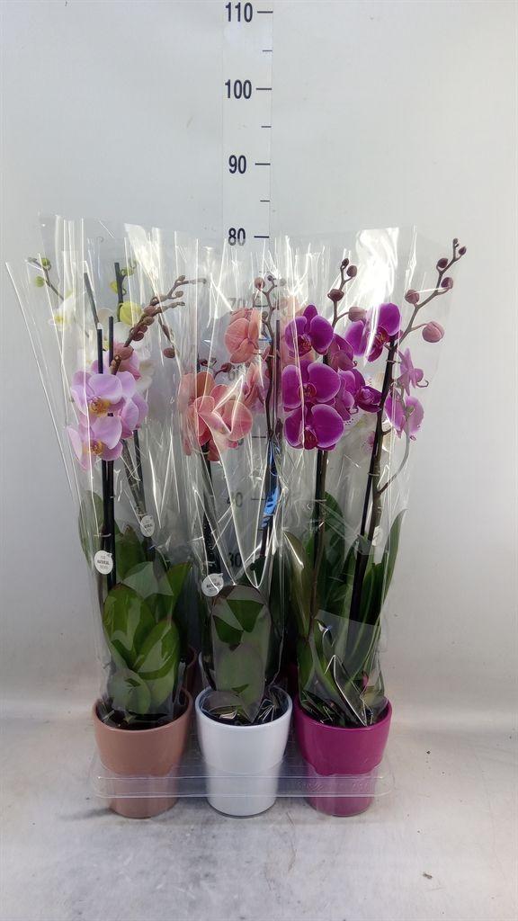 Горшечные цветы и растения оптом Phalaenopsis   ...mix от 6шт из Голландии с доставкой по России