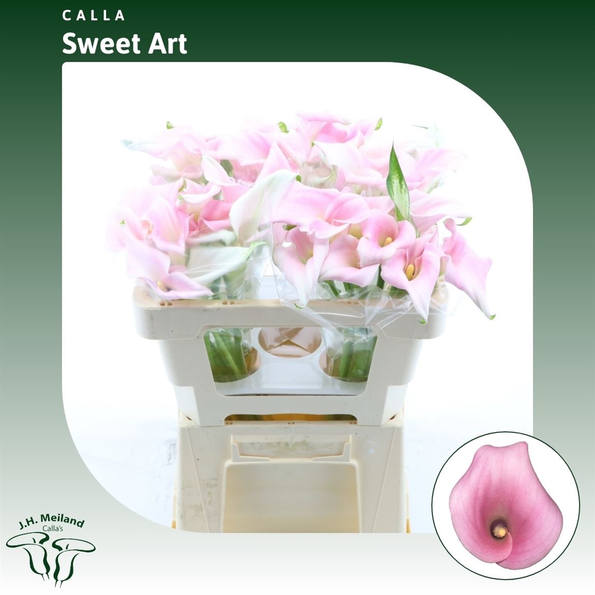 Срезанные цветы оптом Zantedeschia sweet art от 40шт. из Голландии с доставкой по России